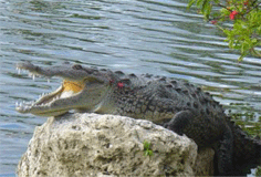american crocodile