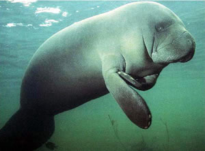 manatees